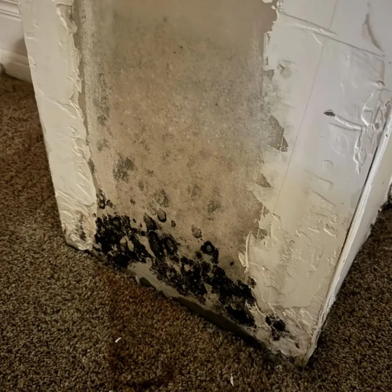 Professional Mold Removal in Marion, SC